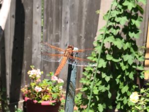 잠자리를끌어들이는식물