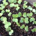 텃밭 채소 초보자도 쉽게 기르기