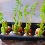 텃밭 채소 초보자도 쉽게 기르기