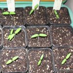 텃밭 채소 초보자도 쉽게 기르기