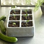 텃밭 채소 초보자도 쉽게 기르기