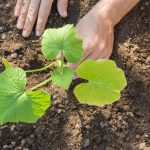 텃밭 채소 초보자도 쉽게 기르기