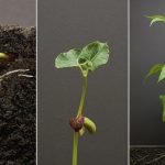 텃밭 채소 초보자도 쉽게 기르기