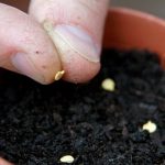 텃밭 채소 초보자도 쉽게 기르기