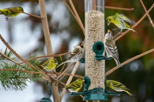 새를유인하는최고의식물