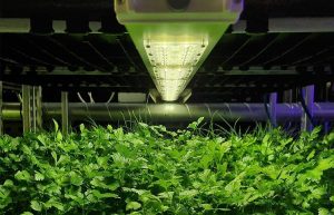 식물 조명은 얼마나 효과적일까