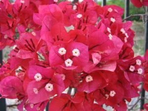 조경용 덩굴식물의 아름다움과 기능성