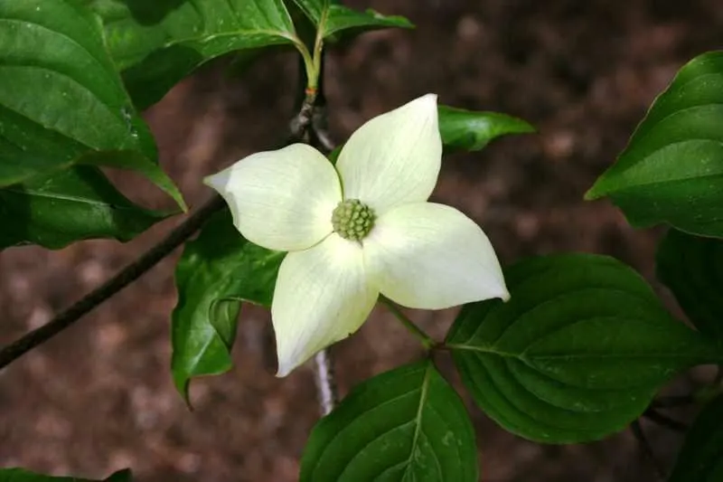 산딸나무의 우아함과 중요성