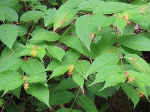 조경용 덩굴식물의 아름다움과 기능성