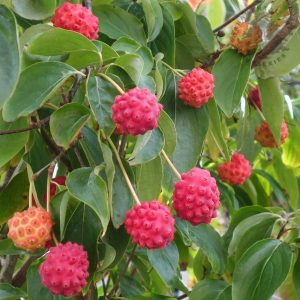 조경에 나무를 사용하는 가이드