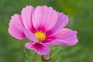 평화 사랑 화합의 매혹적인 코스모스 꽃
