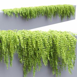 조경용 덩굴식물의 아름다움과 기능성