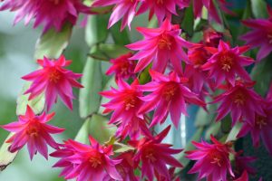 겨울꽃 크리스마스선인장