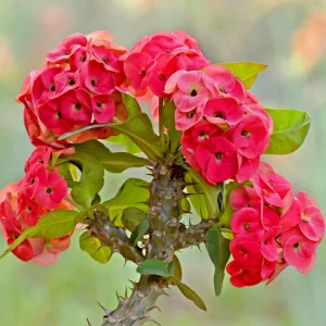 일 년 내내 꽃을 피우는 꽃기린