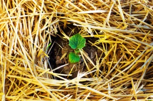 멀칭의 장점과 올바른 멀칭 방법