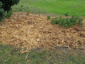 최고의 유기 멀칭 가이드