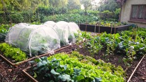 온실 가드닝: 재배 시즌 연장