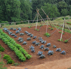 정원에서의 미기후의 역할 이해