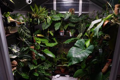 실내 온실 트렌드: 집에서 열대 식물 키우기