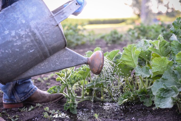 서리로부터 식물을 보호하는 방법: 정원이 얼어붙은 밤