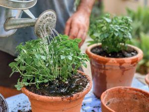 초보자를 위한 허브 정원 가꾸기