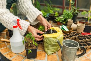 초보자를 위한 허브 정원 가꾸기