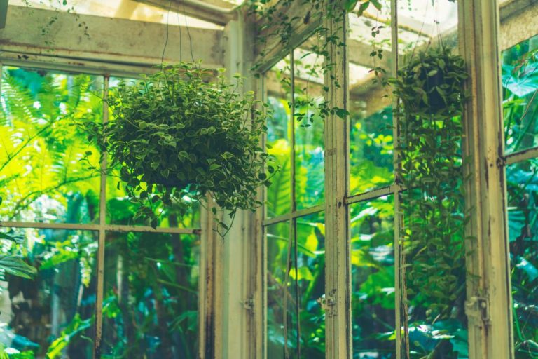 실내 온실 트렌드: 집에서 열대 식물 키우기