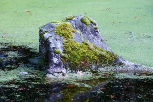 와비사비 정원: 자연의 불완전함을 받아들이기