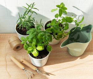 초보자를 위한 허브 정원 가꾸기